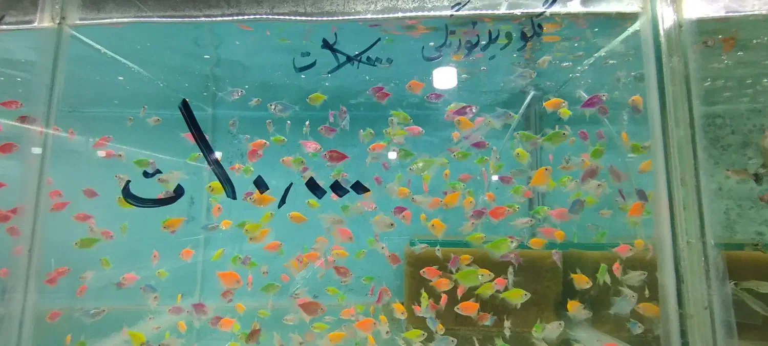 انواع ماهی آکواریوم از ۵۰۰۰تا۲۰۰۰۰|ماهی|مشهد, بهاران|دیوار