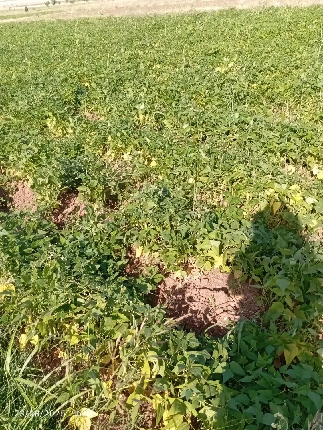 کاه سفید|حیوانات مزرعه|ازنا, |دیوار