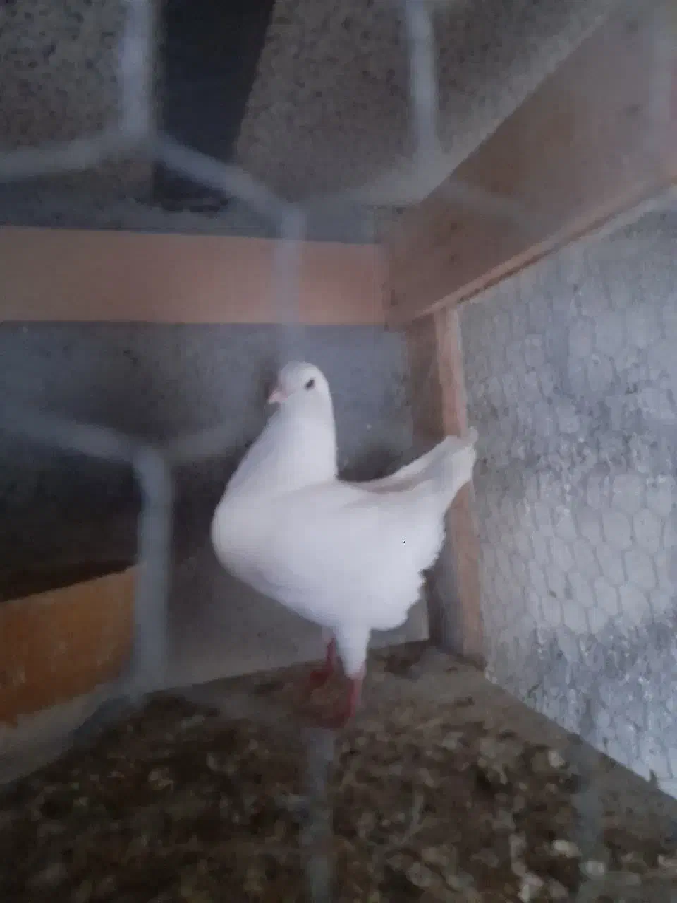 کبوتر کینگ|پرنده|تهران, منیریه|دیوار