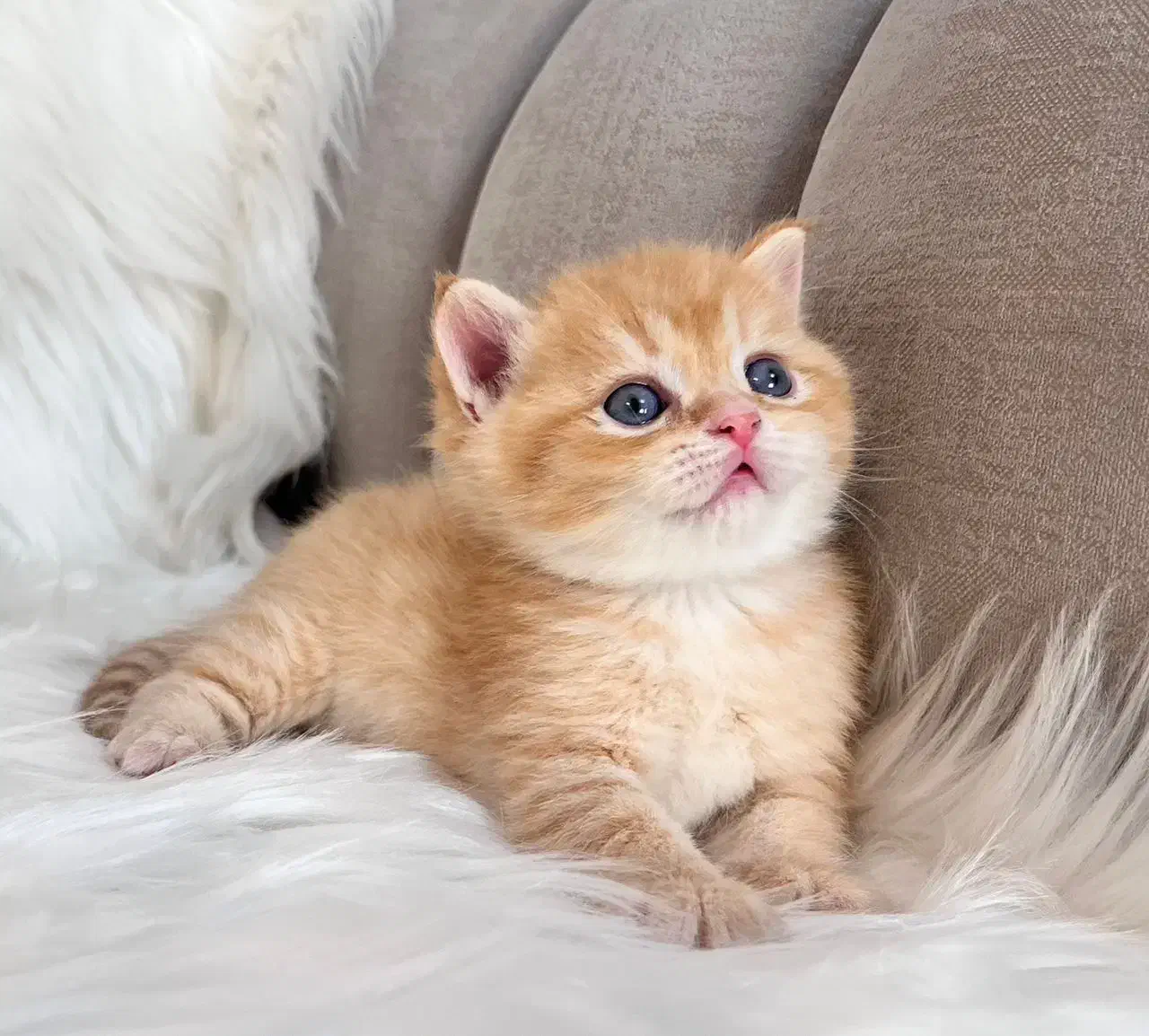 میوهاپ / زیباترین گربهها برای شما|گربه|شیراز, سینما سعدی|دیوار