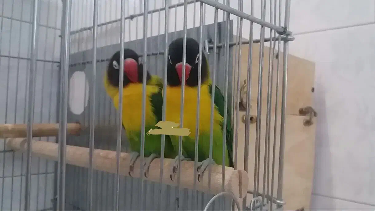 فروش یقه زرد ارجینال|پرنده|مرودشت, ابوذر شمالی|دیوار