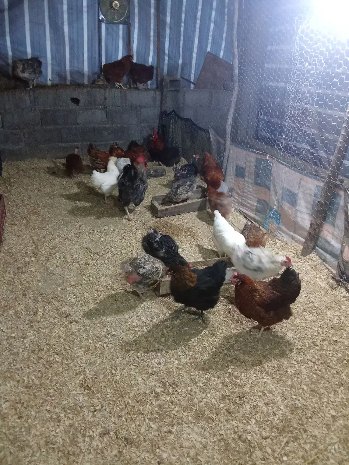 فروش مرغ تخم گذارواردک اسراییلی۳ماهه|حیوانات مزرعه|لیسار, |دیوار