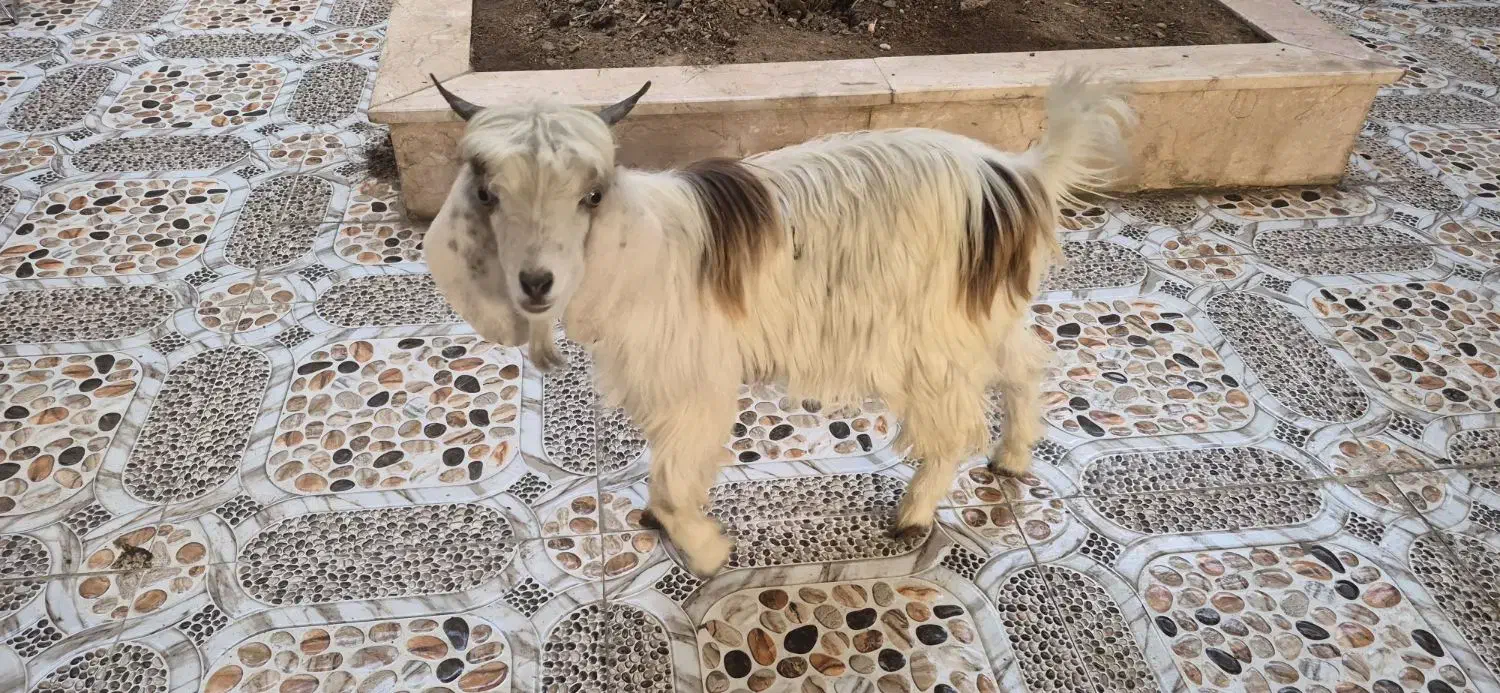 فروشی|حیوانات مزرعه|بندر امام خمینی, |دیوار