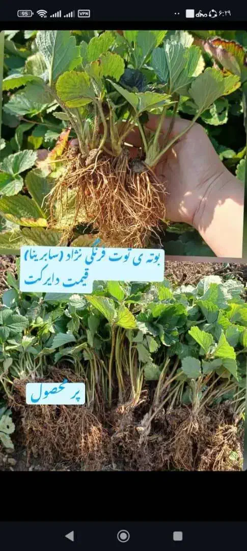 بوته توت فرنگی|گل و گیاه طبیعی|ساری, |دیوار