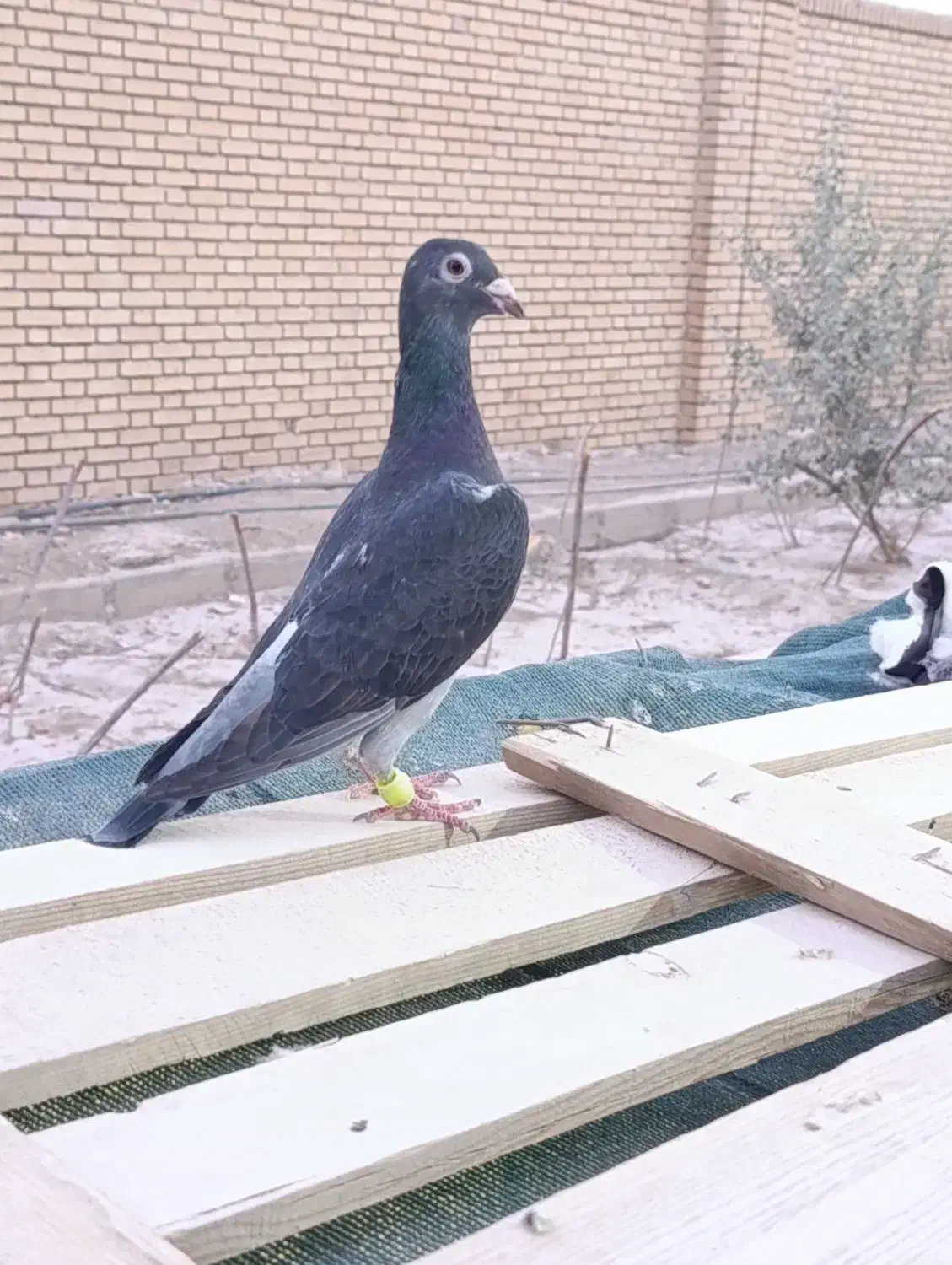 کپوتر پلاکی|پرنده|اردکان, |دیوار