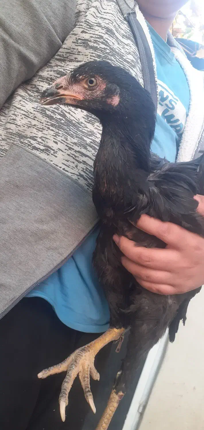 معاوضه مرغ لاری با قناری مست|پرنده|نهاوند, |دیوار