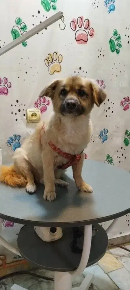 واگذاری رایگان|سگ|کرج, حیدرآباد|دیوار