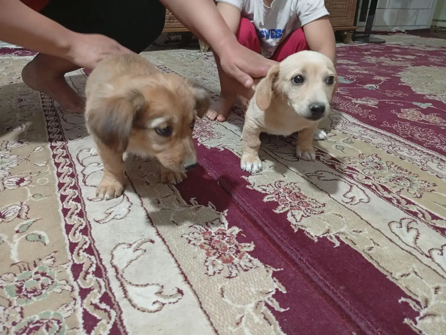 واگذاری پامر پاکوتاه|سگ|کرمان, |دیوار