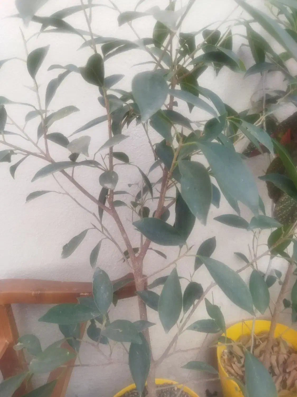 گل طبیعی|گل و گیاه طبیعی|اردبیل, |دیوار