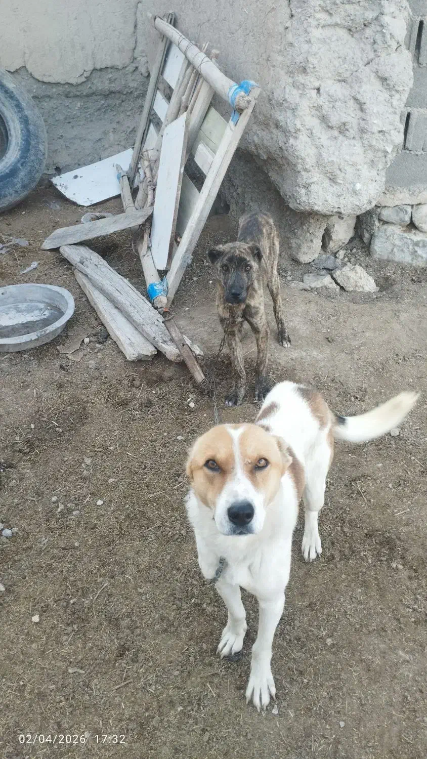 سگ...|سگ|شیروان (خراسان), |دیوار