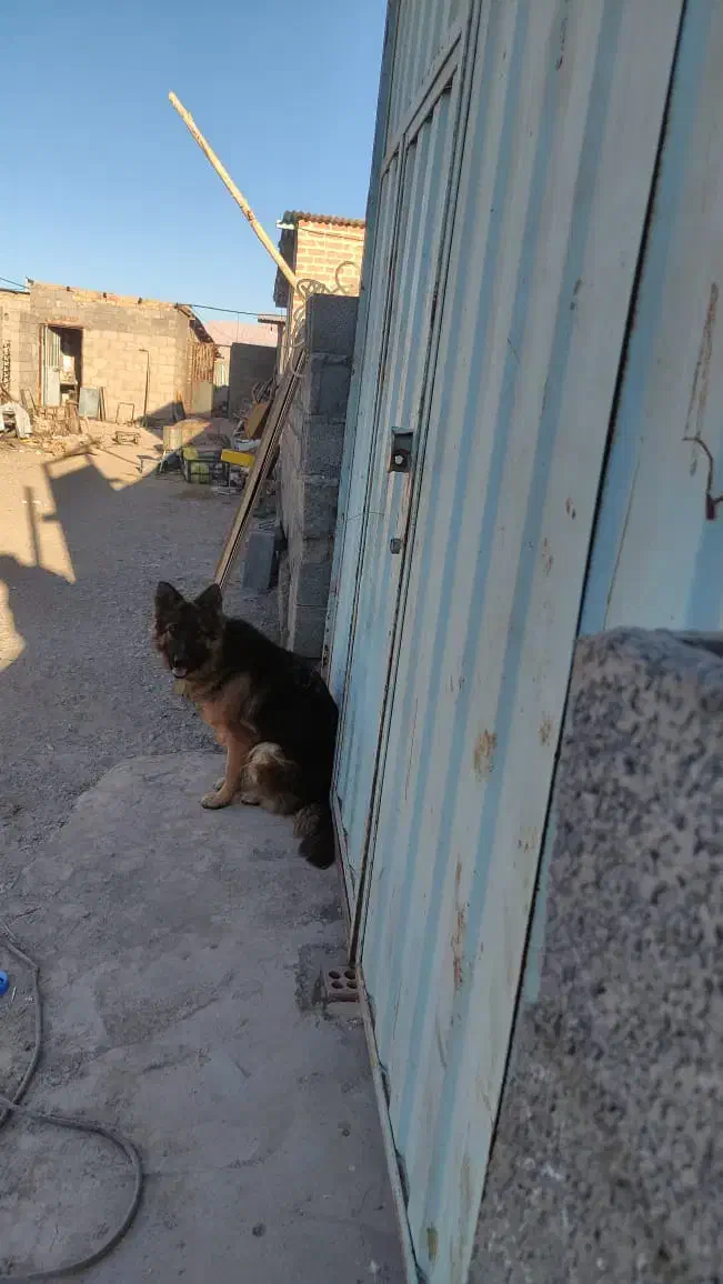 سگ ماده 9ماهه ژرمن خرگوشی شیب استاندارد|سگ|نگار, |دیوار