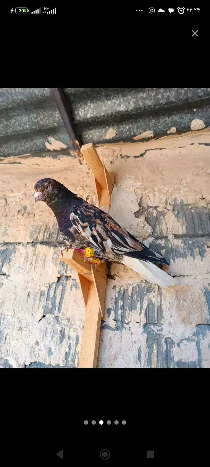 گمشده دم‌سفید|حیوانات|اقلید, |دیوار