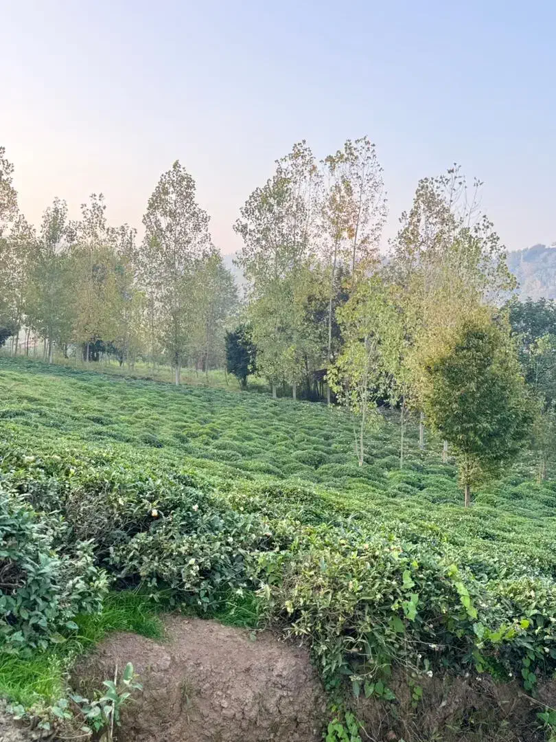 715متر پروانه دار سنددار|فروش زمین و ملک کلنگی|املش, |دیوار