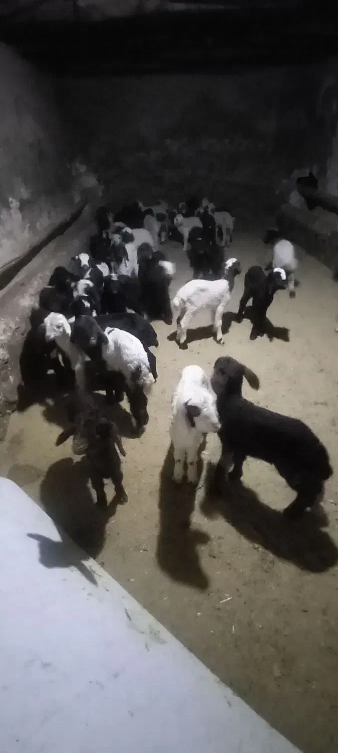 بره شیری درجه یک|حیوانات مزرعه|کرمانشاه, |دیوار