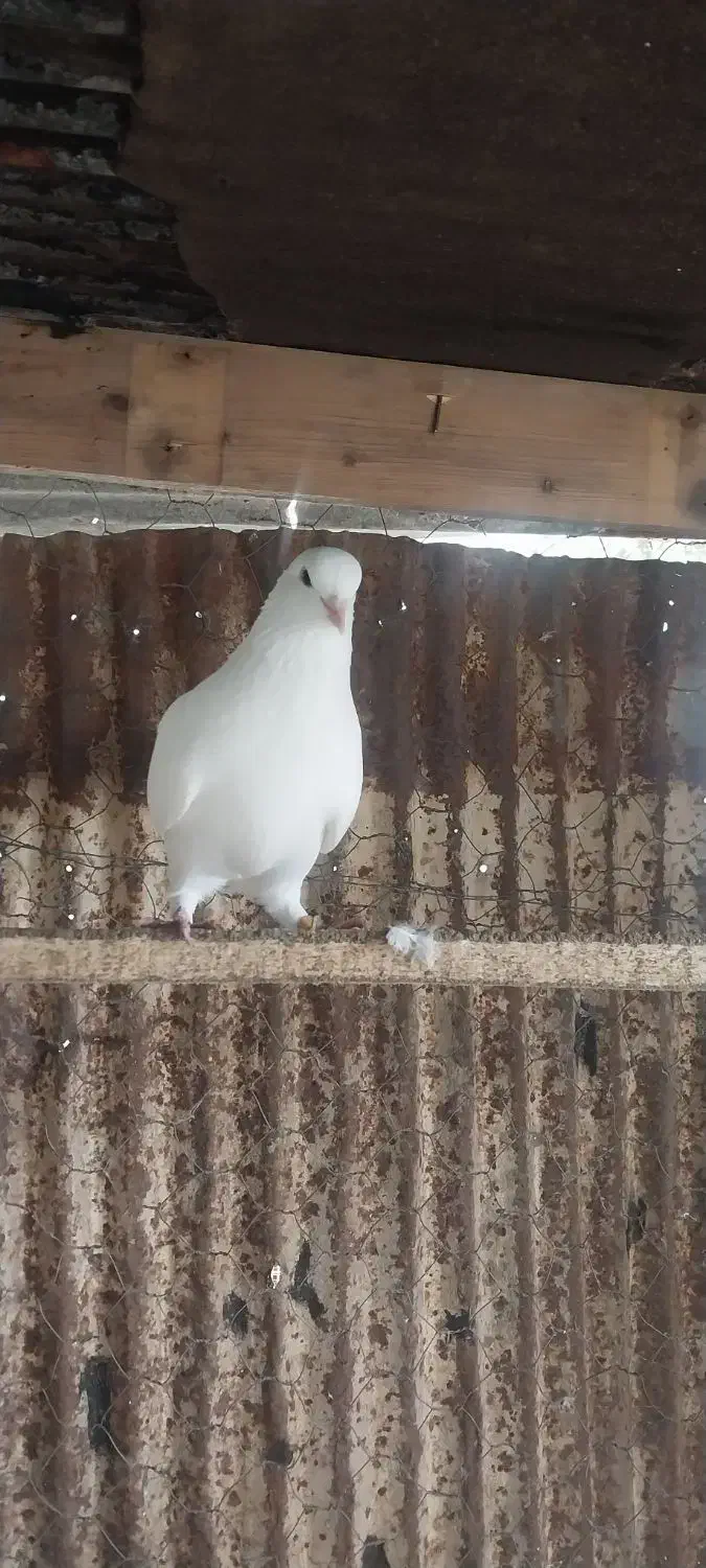 کبوتر سینه ای و پاک سفید|پرنده|رشت, فرزانه|دیوار