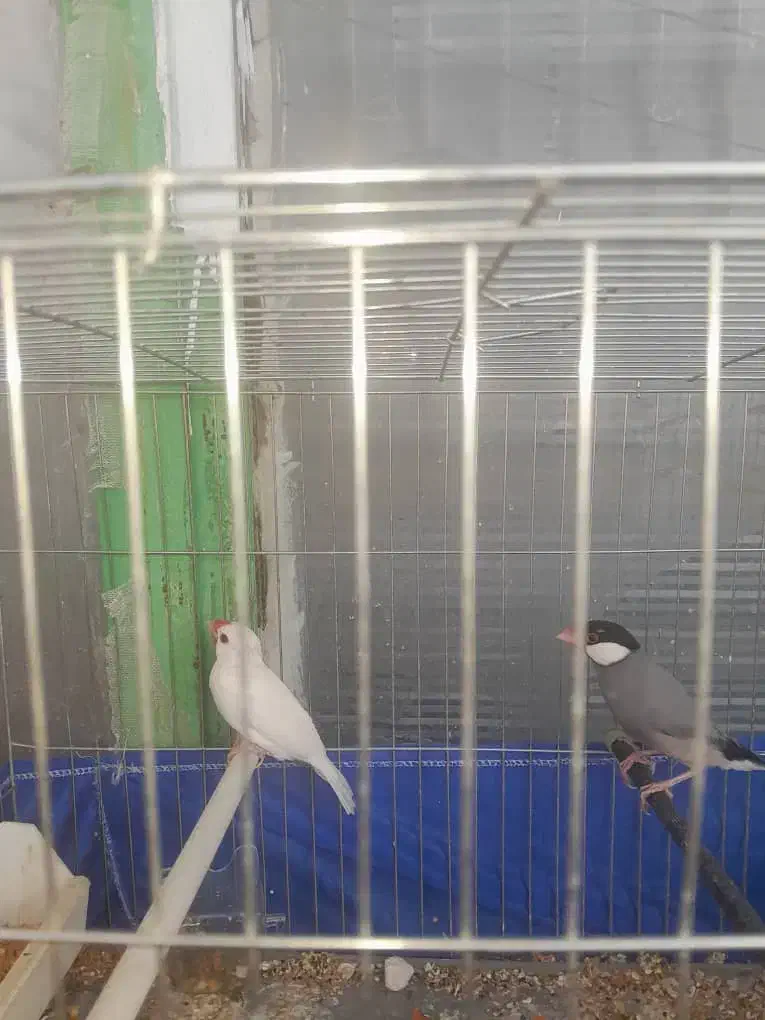 فنچ نرگسی|پرنده|پردیس, فاز ۱|دیوار