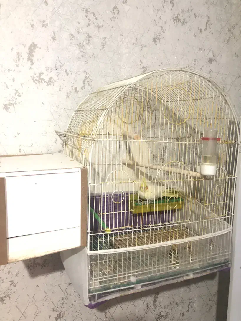 عروس هلندی روتخم|پرنده|اهر, |دیوار