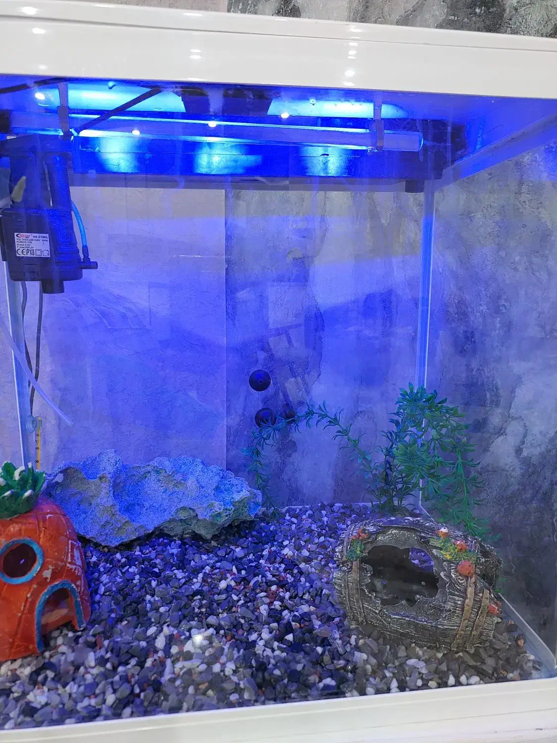 یک عدد اکواریوم با تمام وسیله ها|لوازم جانبی حیوانات|اهواز, کیانشهر|دیوار
