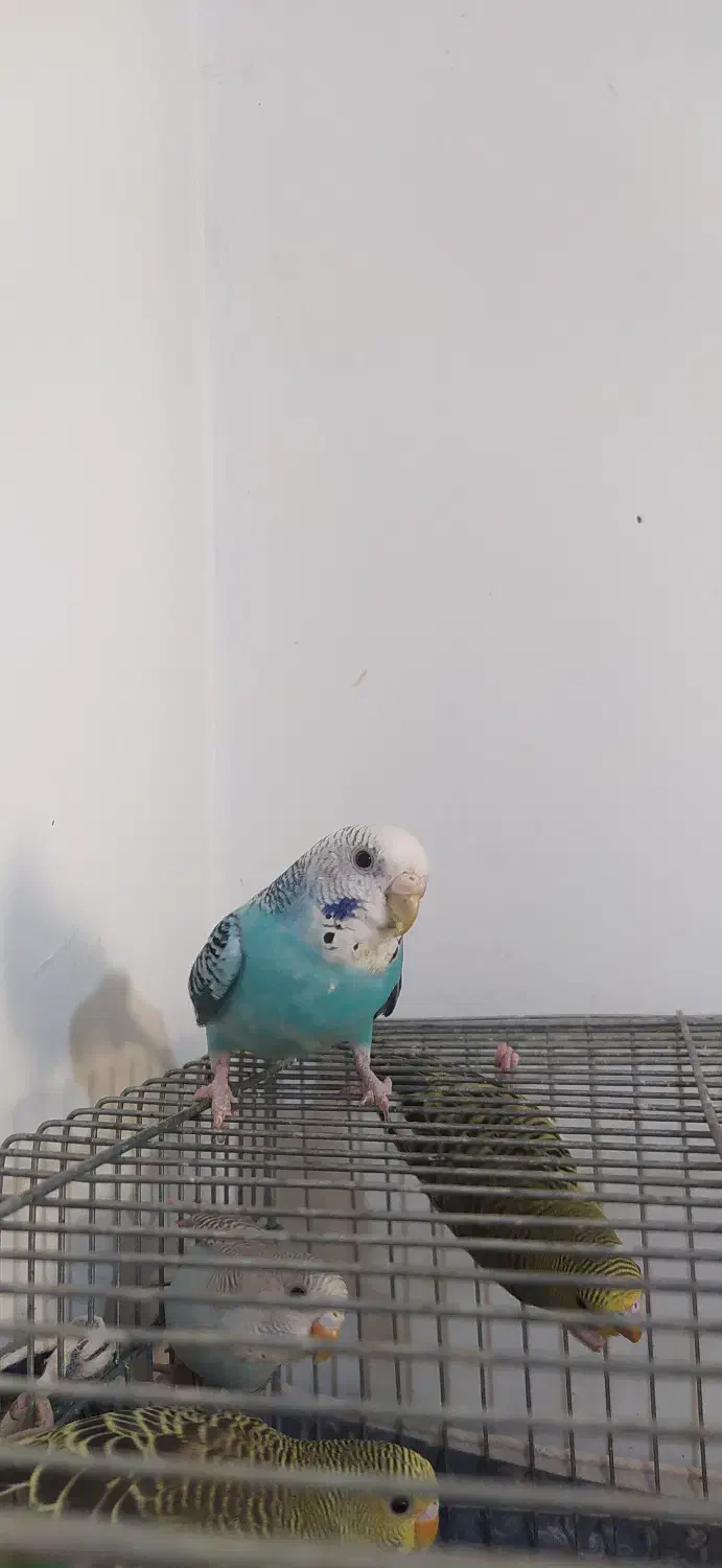 مرغ عشق|پرنده|فردیس, فردیس|دیوار