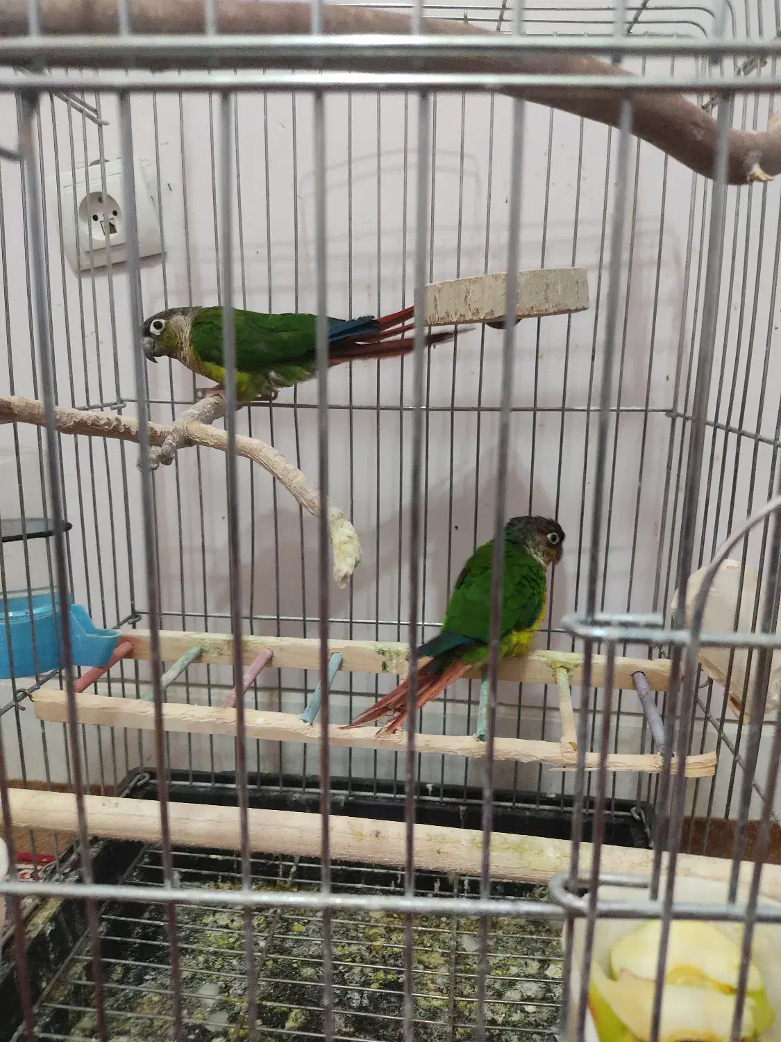 پرنده گرینچیک مولد|پرنده|مبارکه, |دیوار