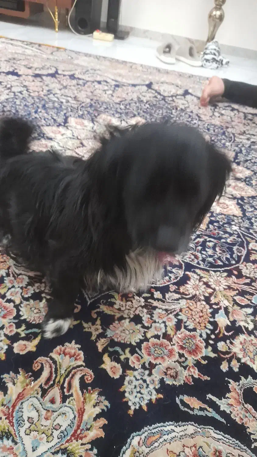 سک پا کوتاه|سگ|هشتگرد, تهران دشت|دیوار