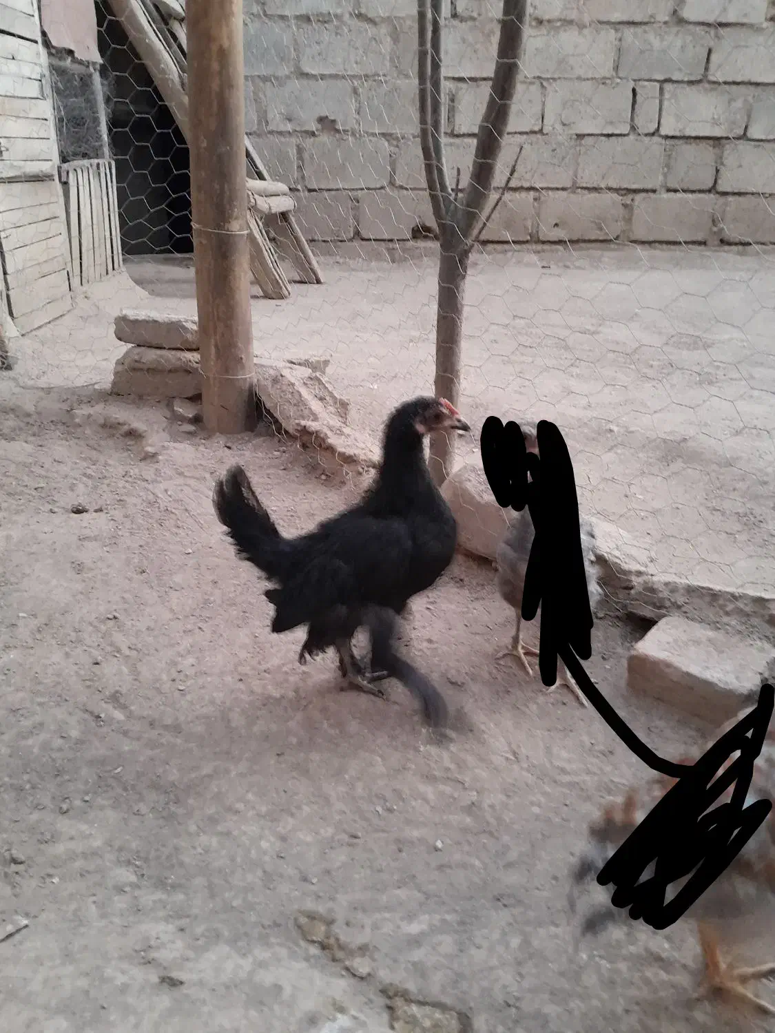 جوجه پاپر|حیوانات مزرعه|شاهین دژ, |دیوار