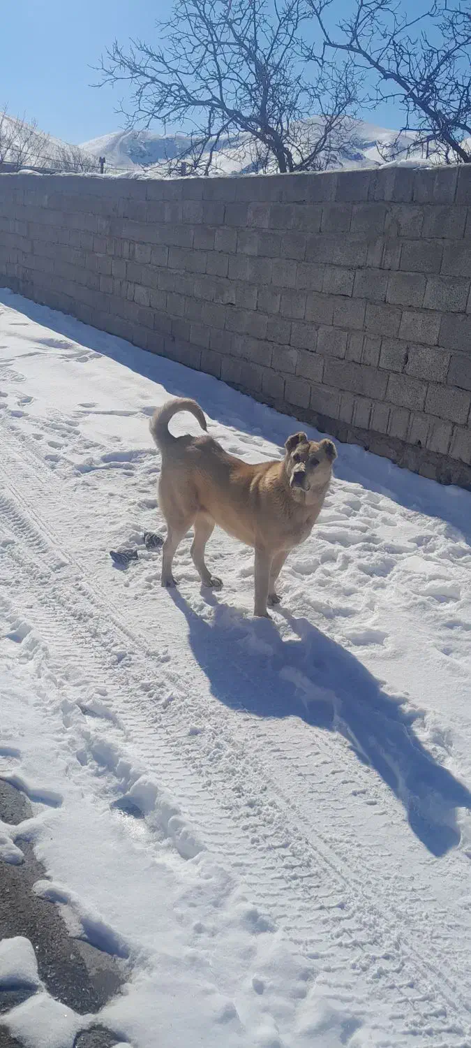 ماده سرابی|سگ|اسکو, |دیوار