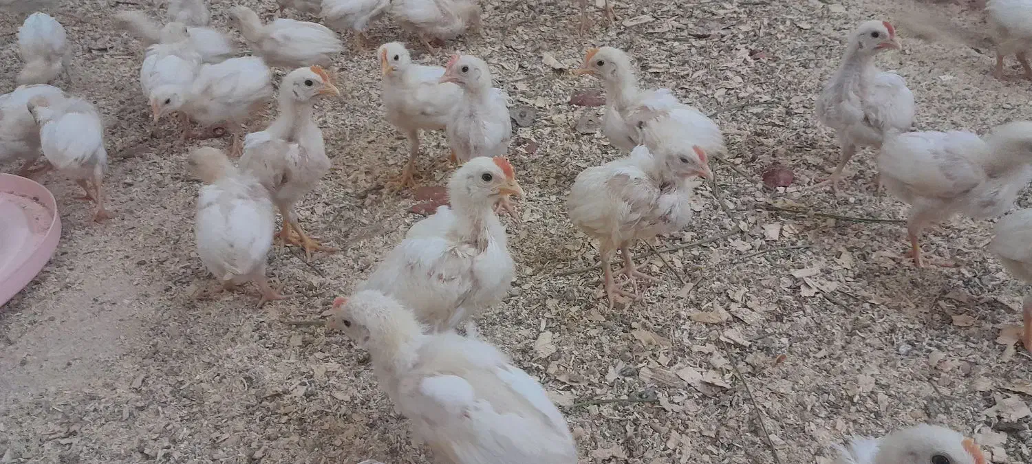 جوجه خروس ۲ ماهه|حیوانات مزرعه|اردکان, |دیوار