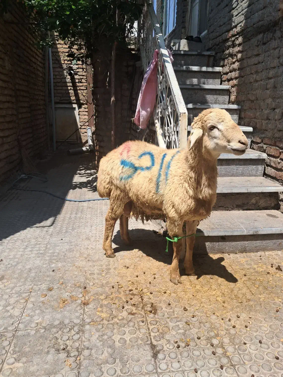 ذبح شرعی واسلامی|خدمات پذیرایی، مراسم|تبریز, |دیوار