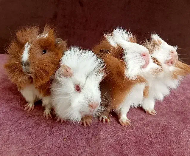 خوکچه خرگوش قفس خوکچه هندی فشن|موش و خرگوش|تهران, تهرانپارس غربی|دیوار