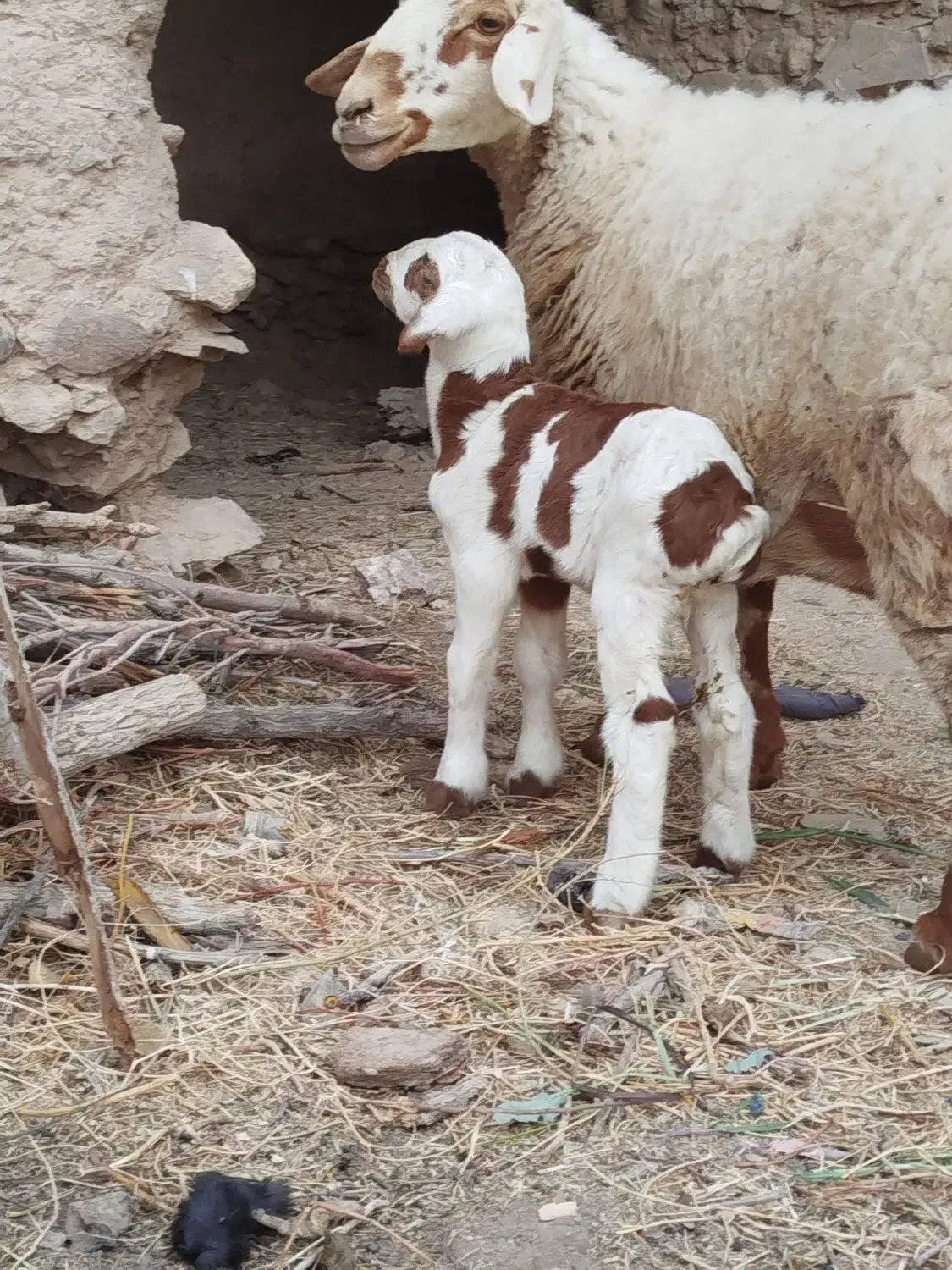 بره نر|حیوانات مزرعه|درمیان, |دیوار