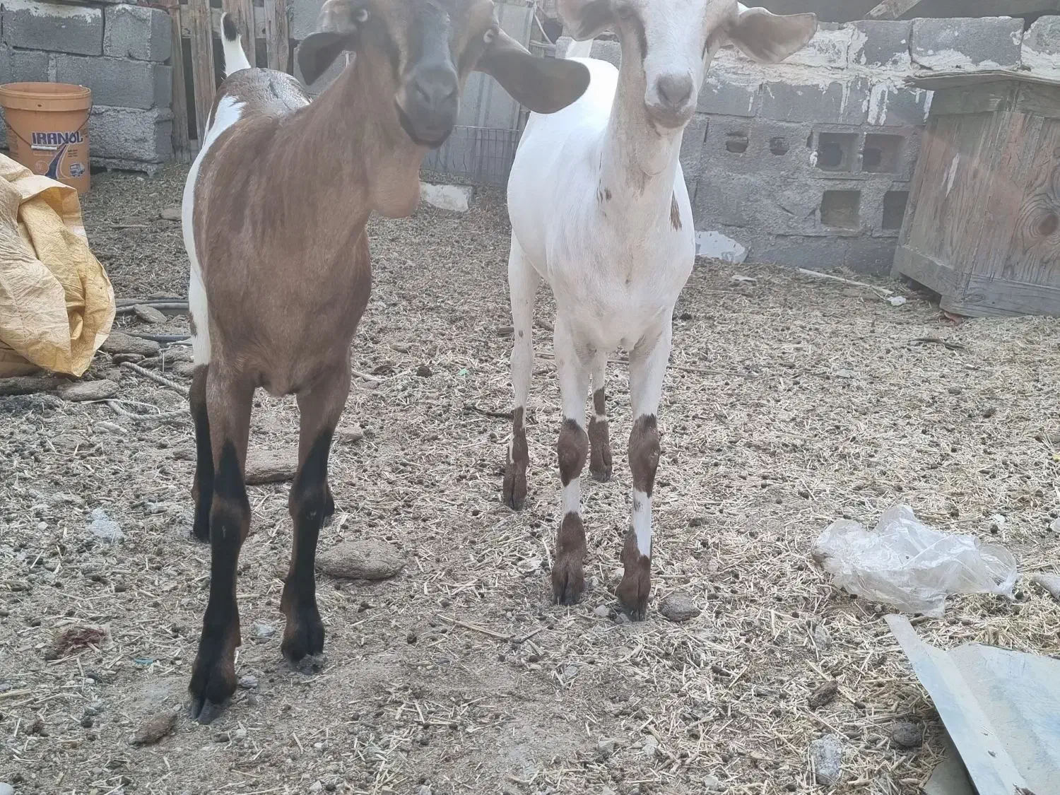 نر وماده صومال|حیوانات مزرعه|عسلویه, |دیوار