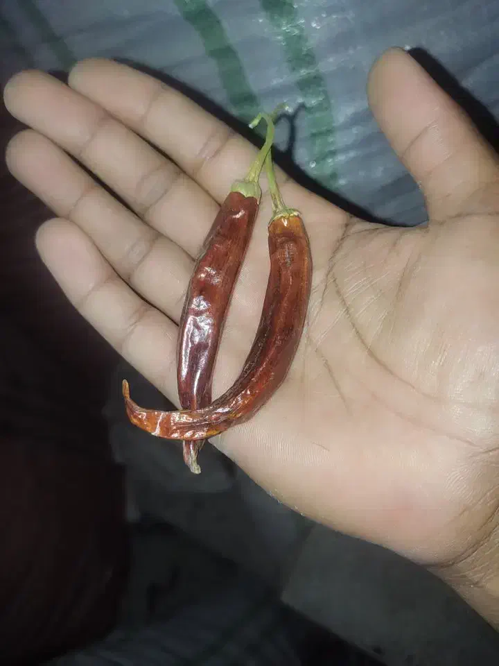 فلفل محلی و میناکش|خوردنی و آشامیدنی|جغین, |دیوار