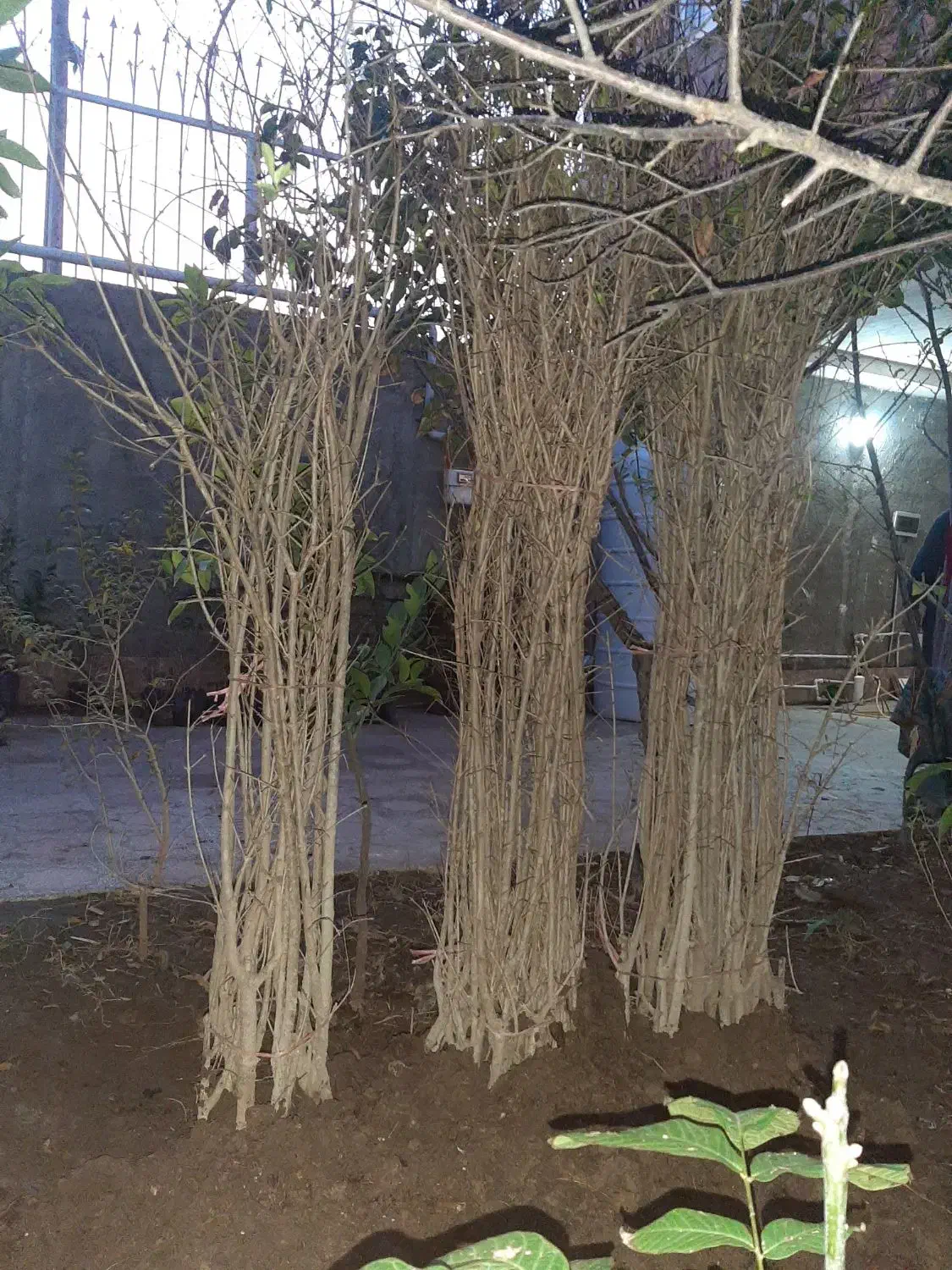 نهال انار شیرین نژاد گل بهشهر|خدمات باغبانی و درختکاری|گرگان, |دیوار