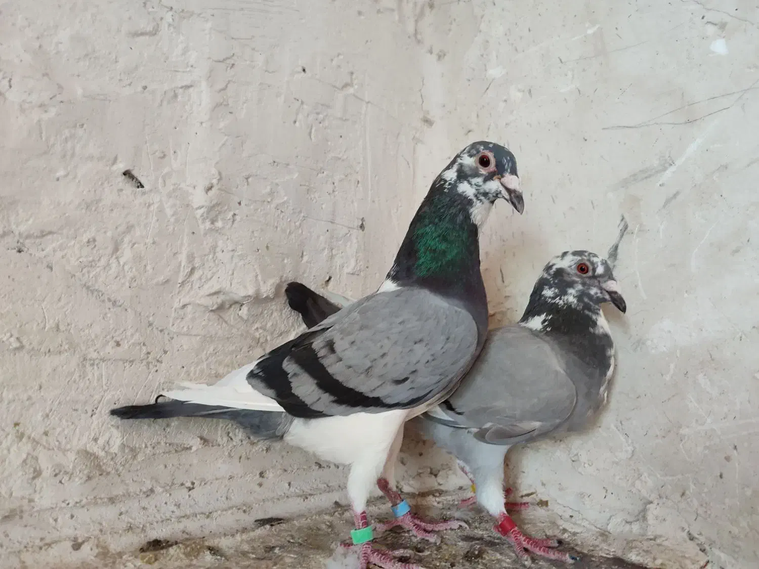 کبوتر|پرنده|شیراز, رحمت‌آباد|دیوار