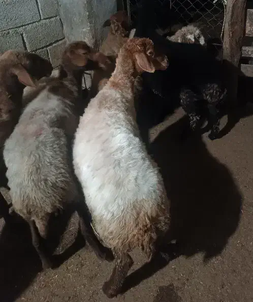 گوسفند .6راس میش جوان ابستن دو راس وره مار|حیوانات مزرعه|طبقده, |دیوار