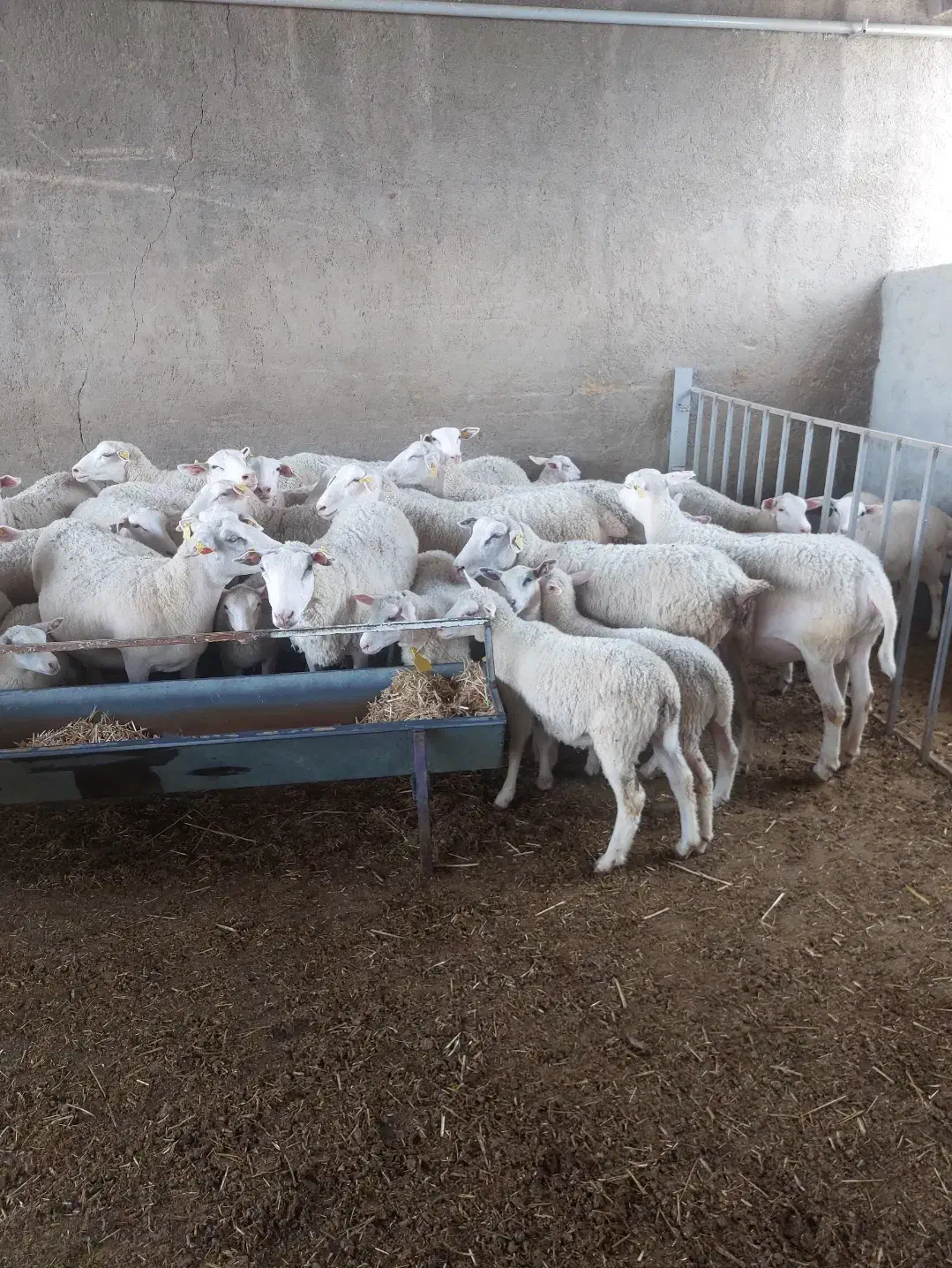 دکتر دامپزشک متخصص گاو و گوسفند،واکسن و سونوگرافی|خدمات پیشه و مهارت|تهران, مشیریه|دیوار