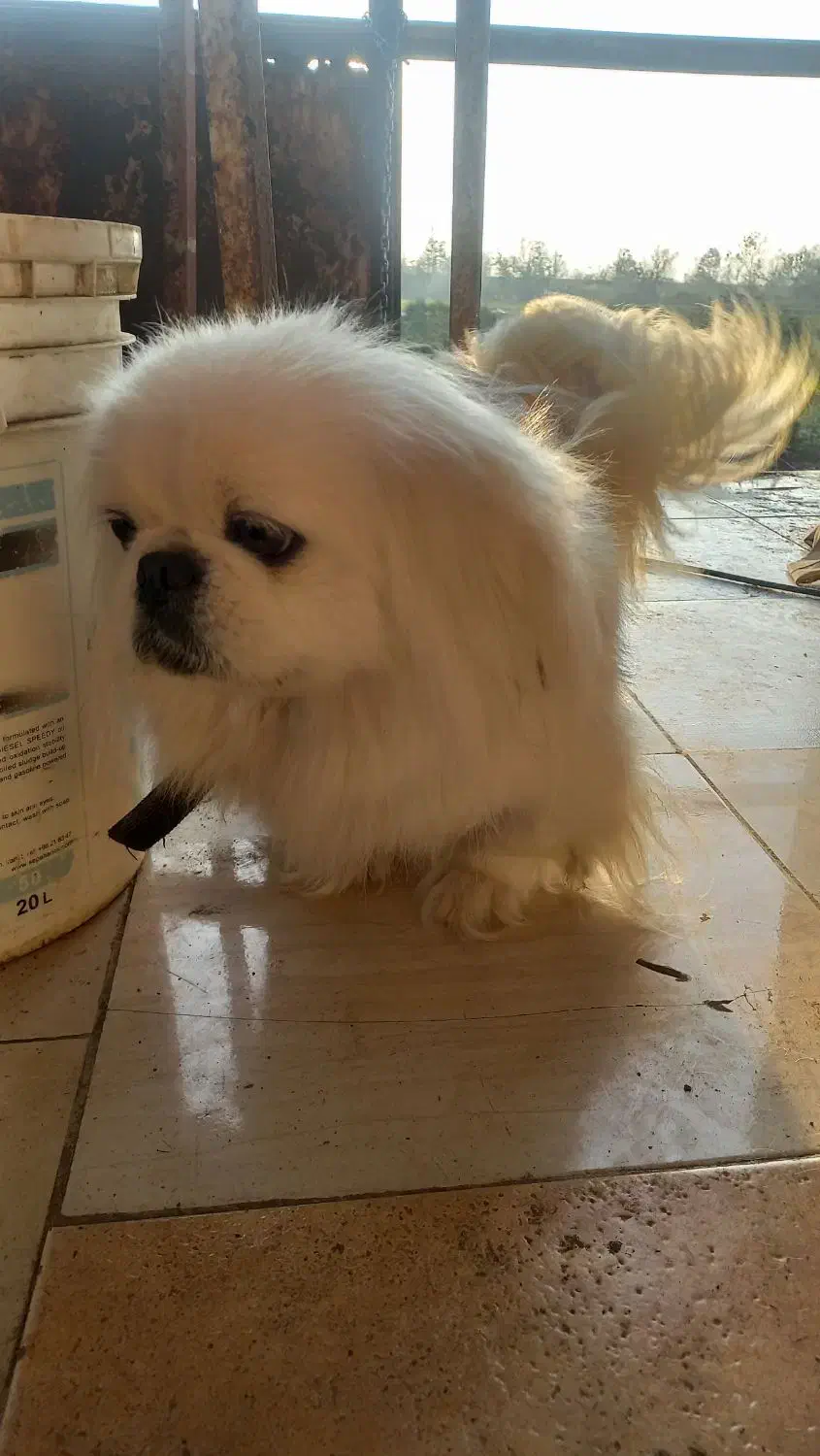 پکنیز امپریال ماده خالص|سگ|رشت, حافظ آباد|دیوار