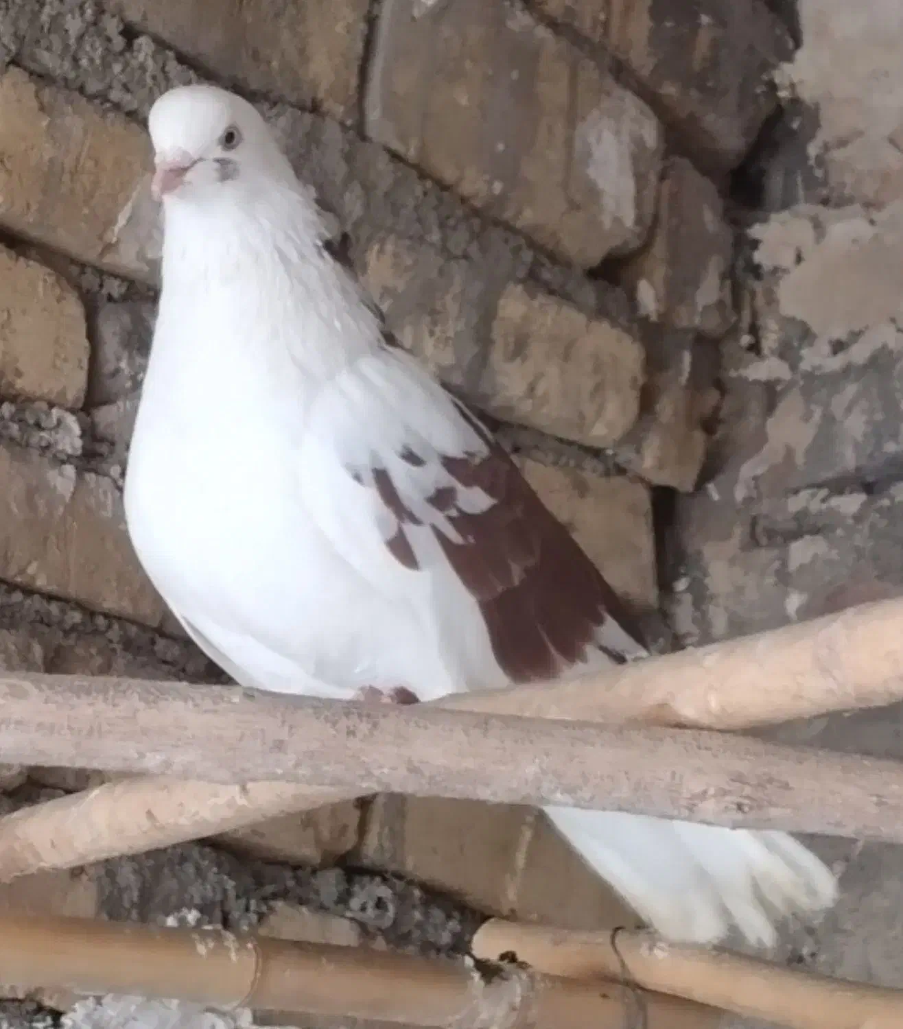 کفتر|پرنده|هشتگرد, خور|دیوار