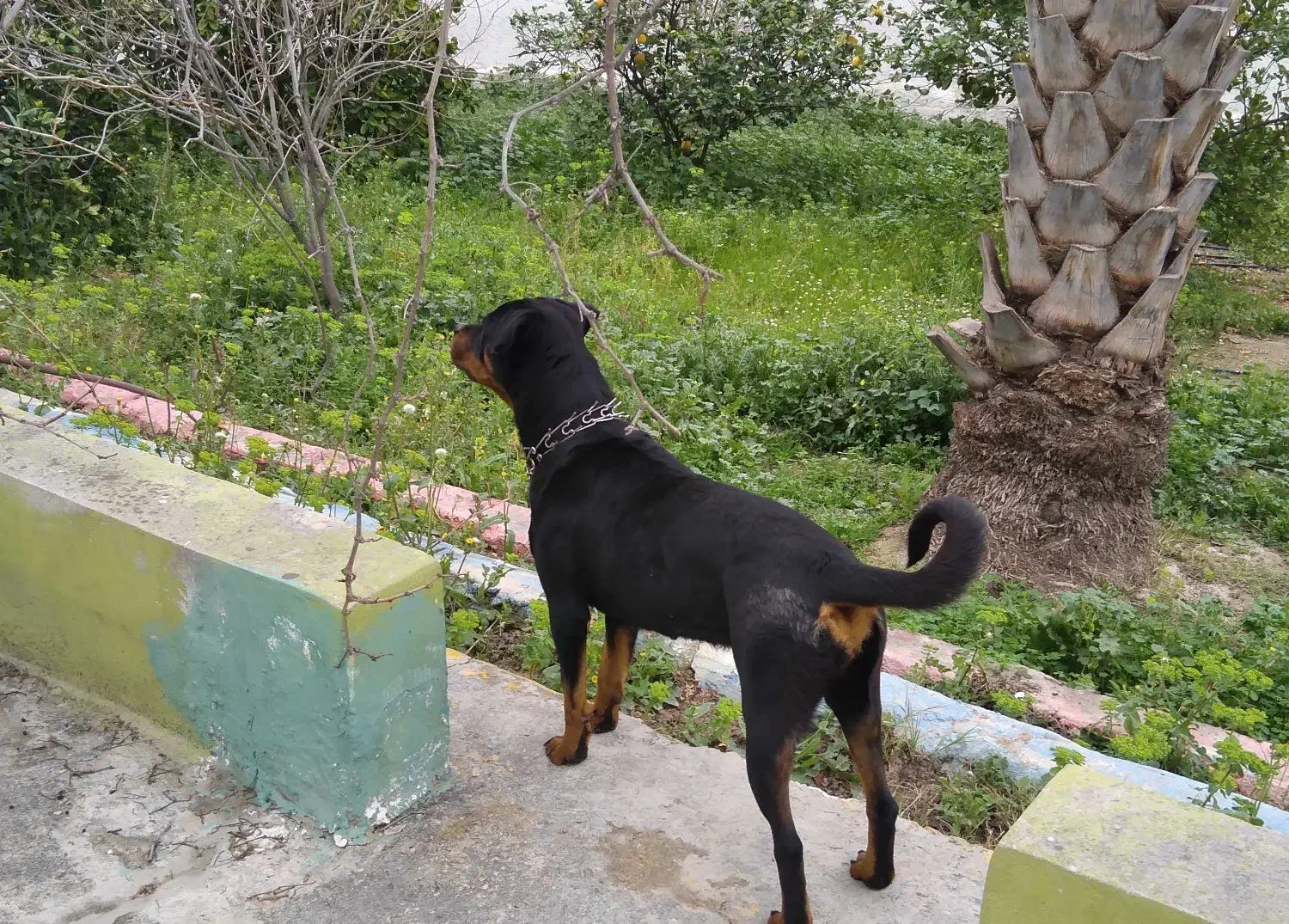 سگ روتوایلر اصیل|سگ|کازرون, |دیوار