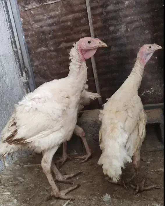 بوقلمون بیوتی 2 تا 3 ماهه|حیوانات مزرعه|بن, |دیوار