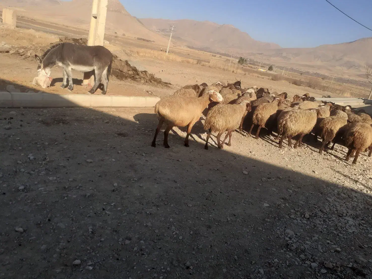 میش ابستن|حیوانات مزرعه|صحنه, |دیوار