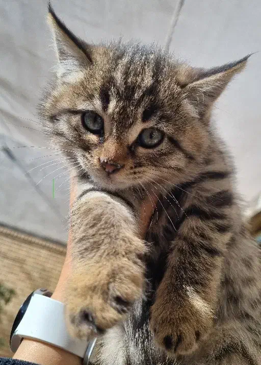 واگذاری بچه گربه|گربه|یزد, |دیوار