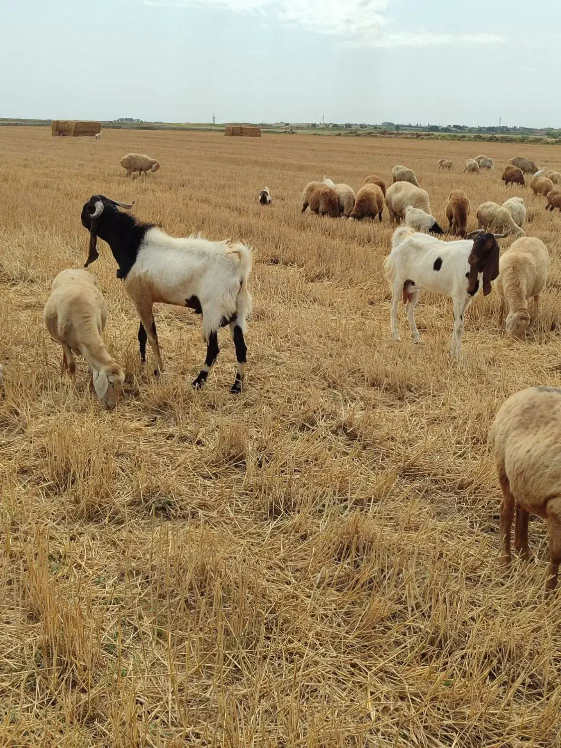 بز(نربز) کاموری پتیری اصل گوش دراز|حیوانات مزرعه|پارس‌آباد, |دیوار