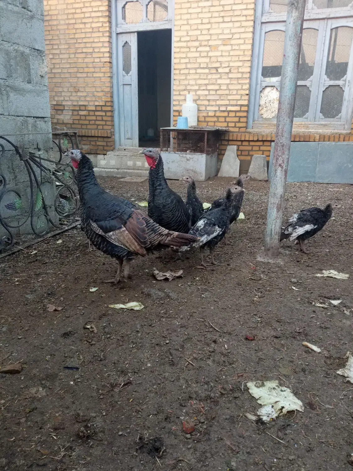 بوقلمون|حیوانات مزرعه|سلماس, |دیوار