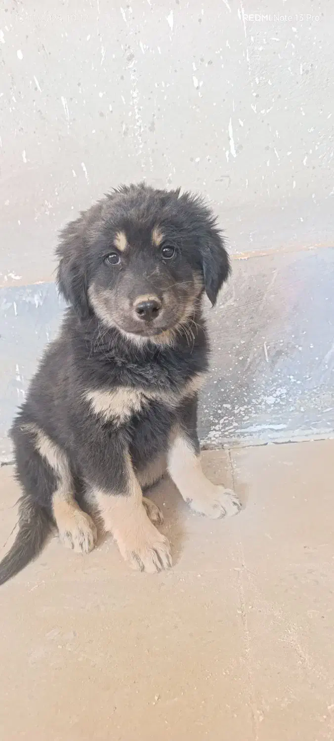 سگ باهوش|سگ|تاکستان, |دیوار