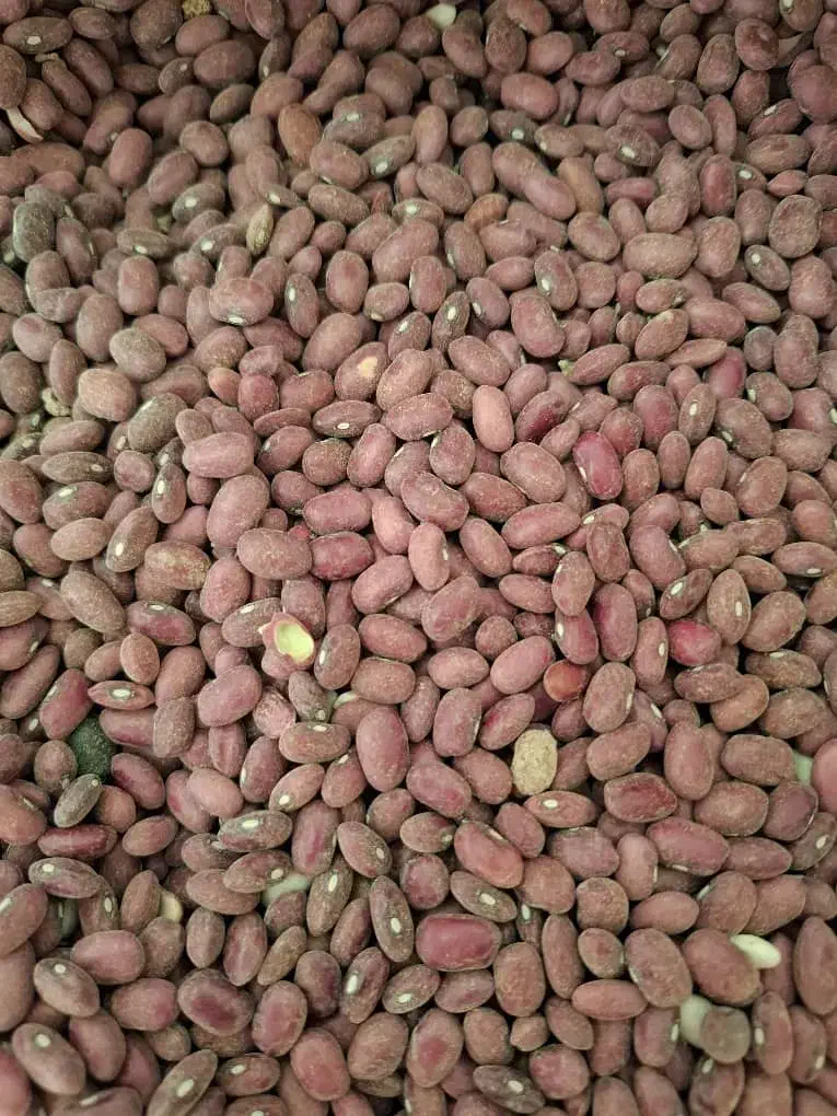 لوبیا سفید وقرمز|عمده‌فروشی|فریدونشهر, |دیوار