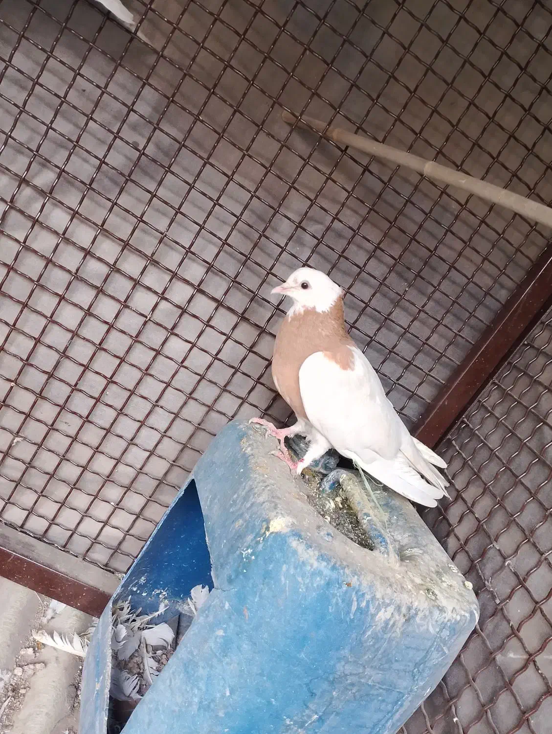 کفتر یا کبوتر طوقی|پرنده|تهران, مسعودیه|دیوار