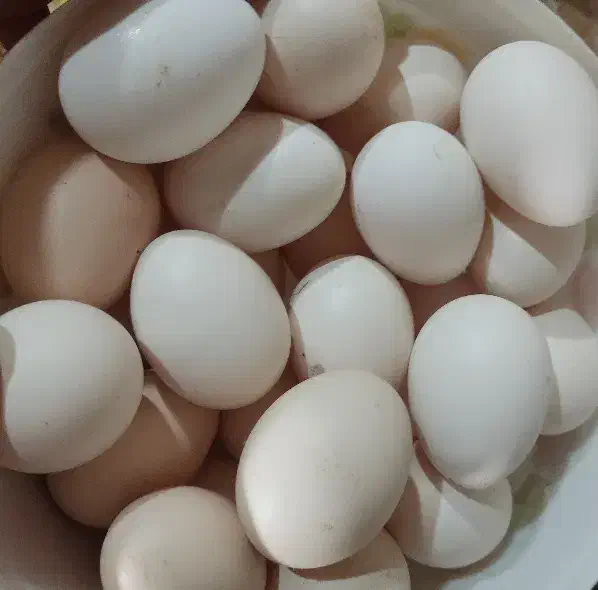 تخم مرغ خومونی اصل|خوردنی و آشامیدنی|ریگ, |دیوار