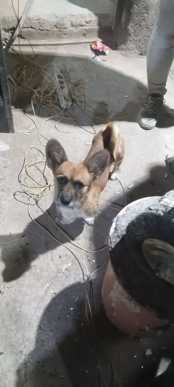 واگذاری سگ|سگ|پاکدشت, خاتون آباد|دیوار